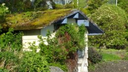 Klawock, Alaska building with a roof covered in mold and moss and a tree growing on top.