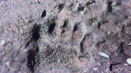 Alaska brown bear print in the Bering Sea black sand