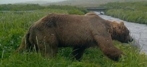 Alaska brown bear caught on wildlife camera by Paul Schaack