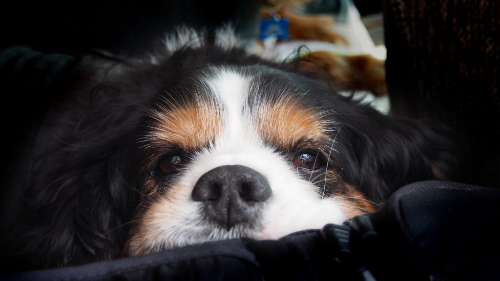 Sampson's Last Photo 2014