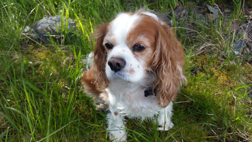 Rescue Dog Solomon