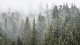 Prince of Wales Island Tree in the Fog