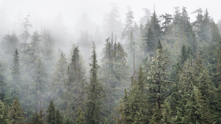Prince of Wales Island Tree in the Fog