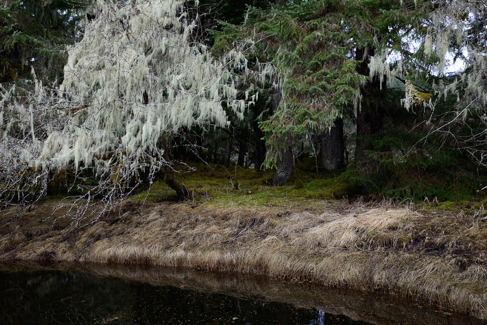 Lichen on Trees in Southeast Alaska